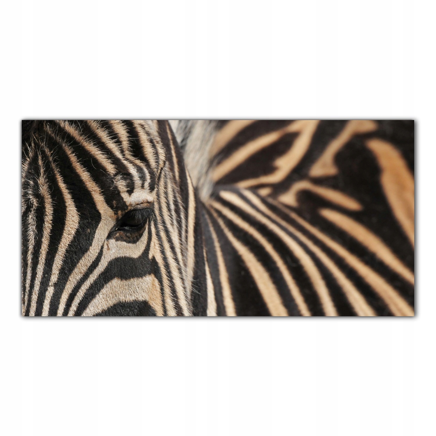 

Obraz na szkle Foto Zebra Zwierzę Safari 140x70
