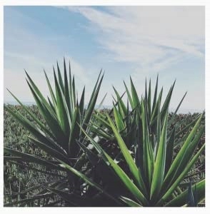 Agave Healing Oil SILNIE NAWADNIAJĄCA MASKA 250ml Kod producenta 0874822003064