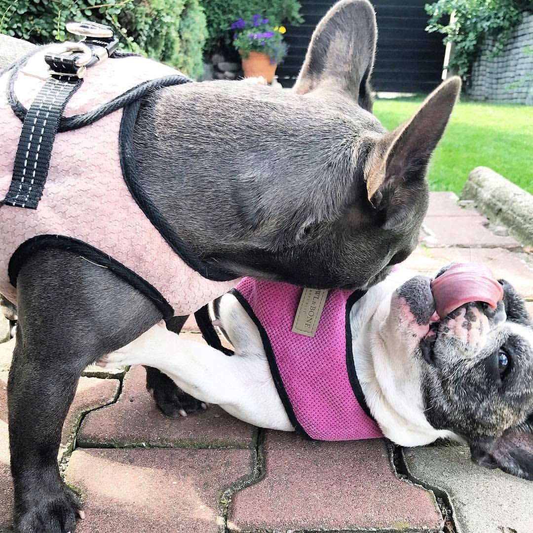 Postroj Pro Malého Psa Bowl&bone Soho tmavě modrý 2XS