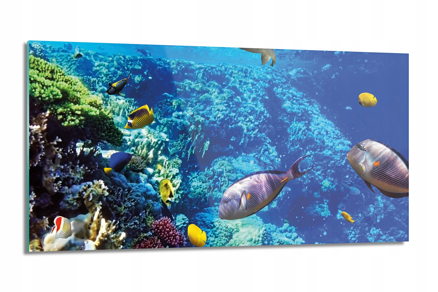 

panel kuchenny szklany Ryby rafa koralowa 100x50