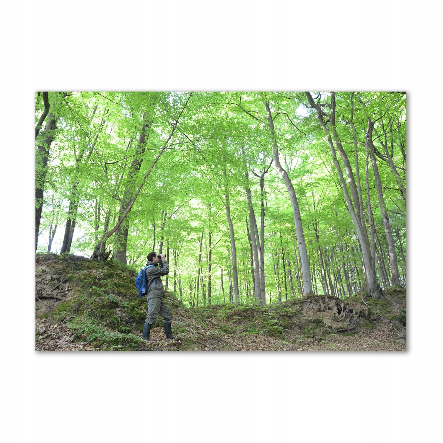 

Foto obraz szkło akryl Ornitolog w lesie 100x70 cm