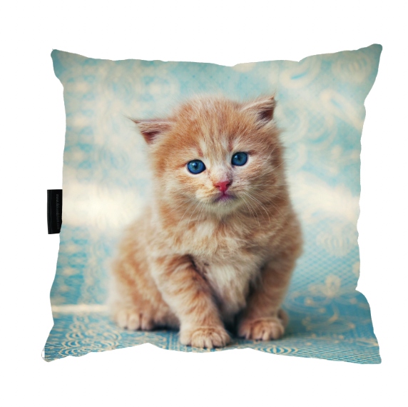 

Poduszka z Kotem kot 40x40 do spania Kotek