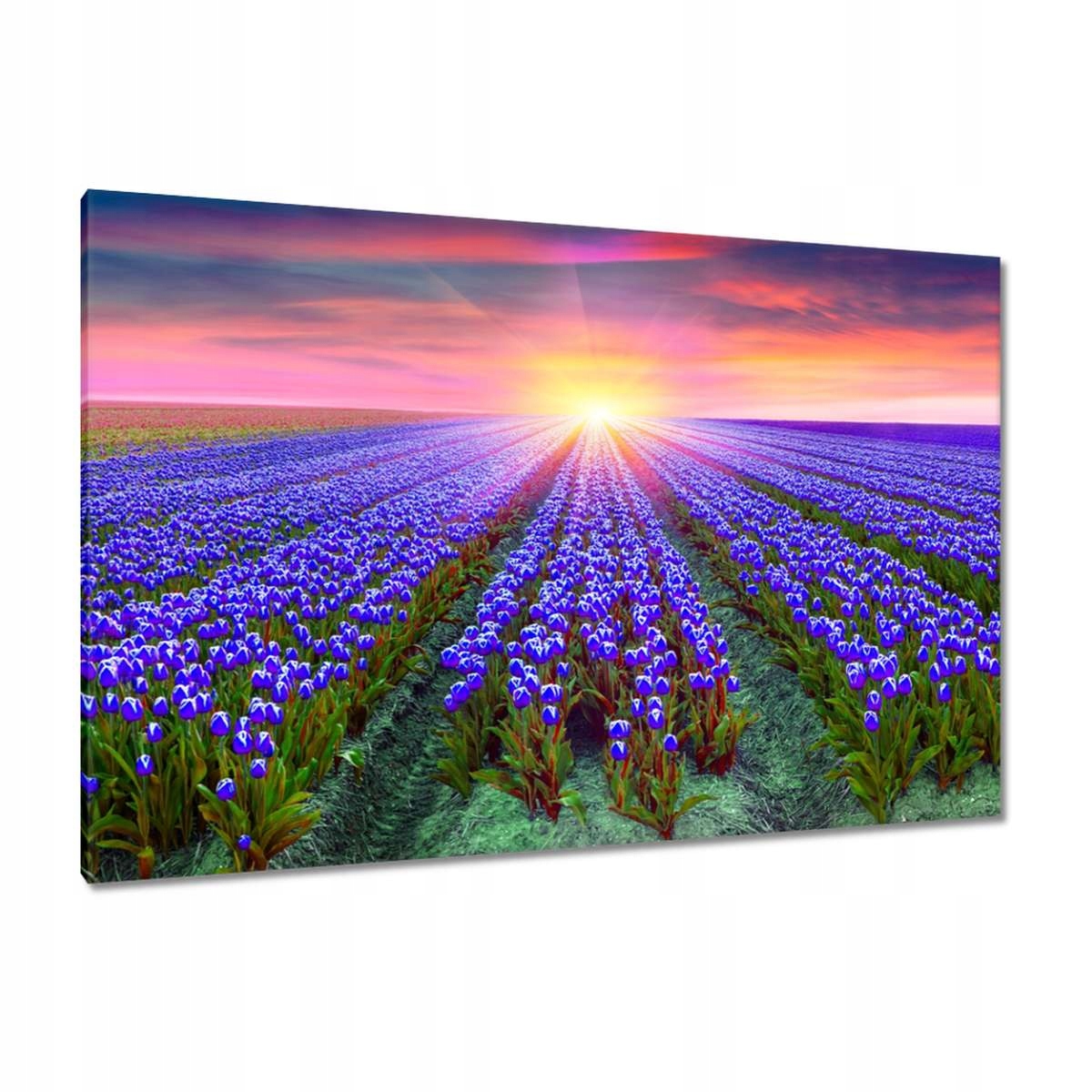 Obrazy 120x80 Moře tulipánů Tulipány