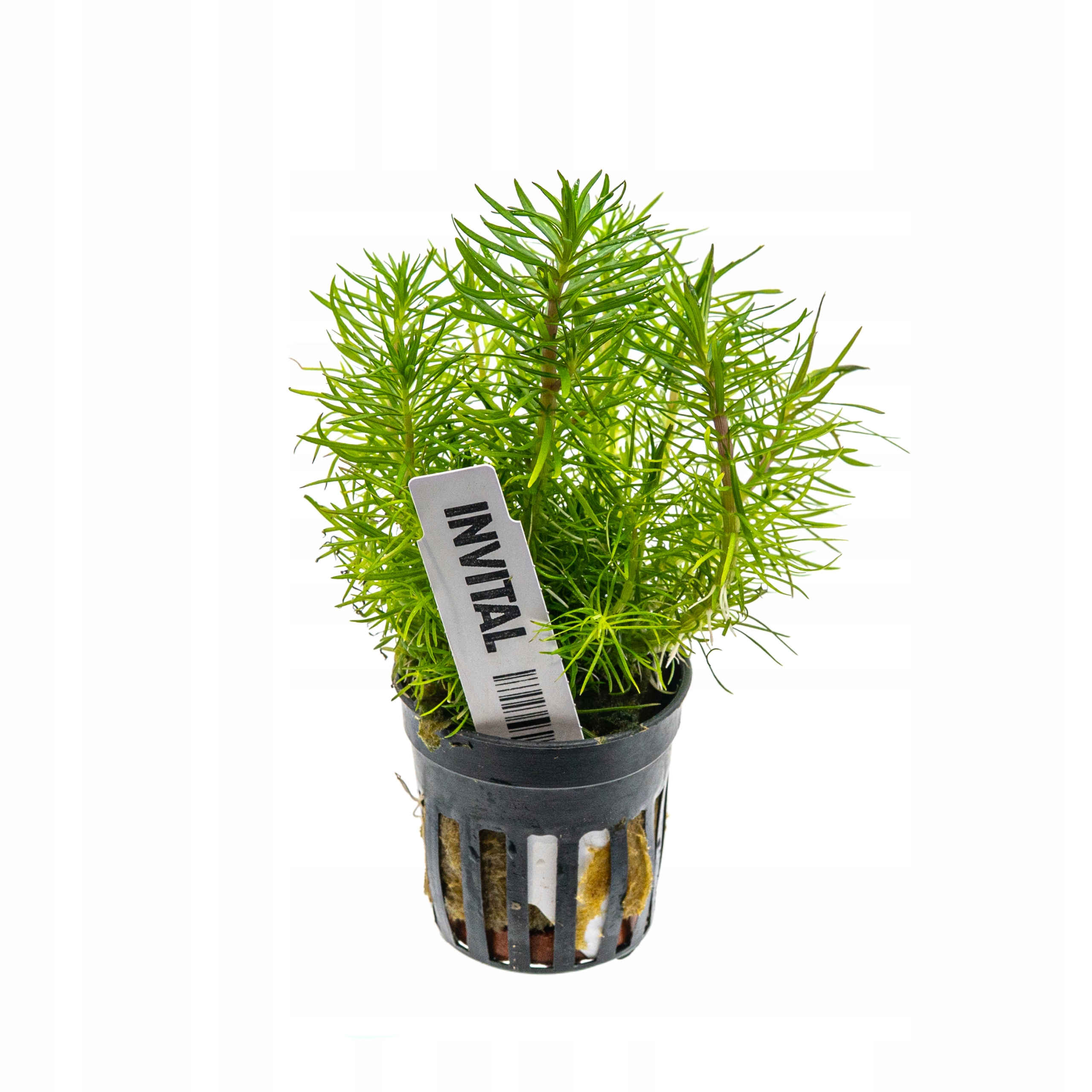 INVIATL Pogostemon erectus koszyk Ø 5,5 cm