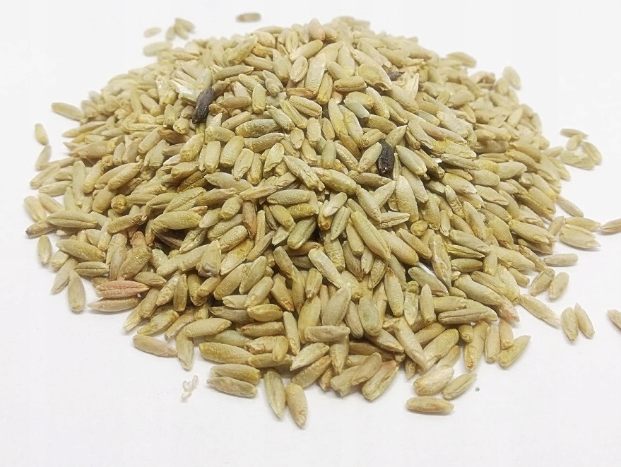 сидерат овес 1 кг. ячмень яровой вермонт. ячмень продовольственный. удобрение экосад. фуражная кукуруза сорт, зерновая.