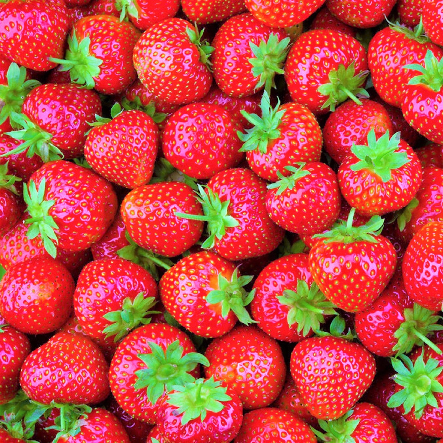 Syrop do saturatora Soda FruttaMax TRUSKAWKA LIGHT 500 ml na 12l Marka Fruttamax