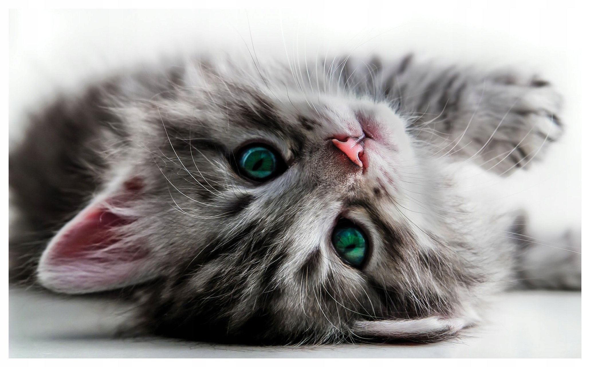 Fototapeta Kočky roztomilé a útulné do dětského pokoje 368x254 lepidlo