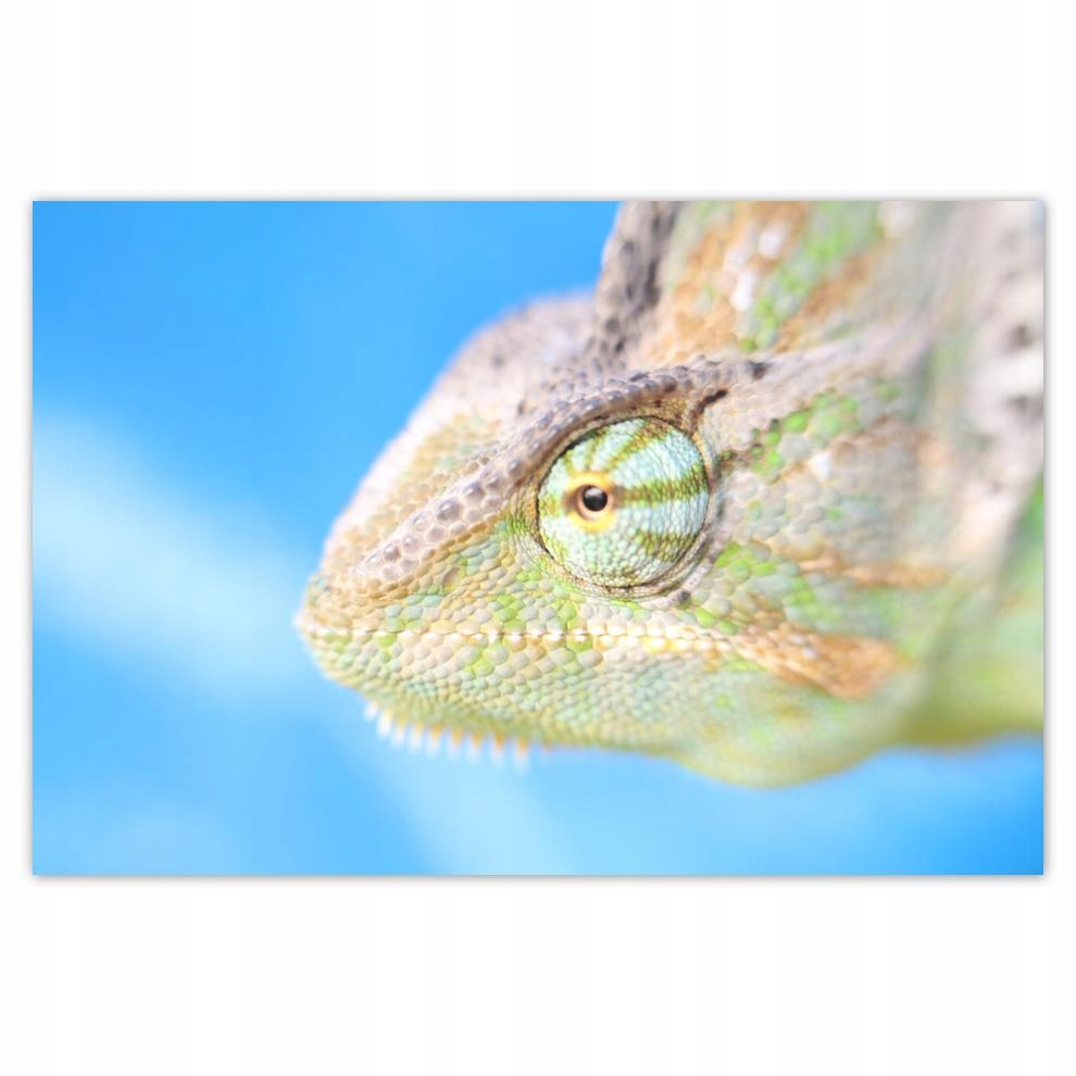 

Plakaty 60x40 Kameleon