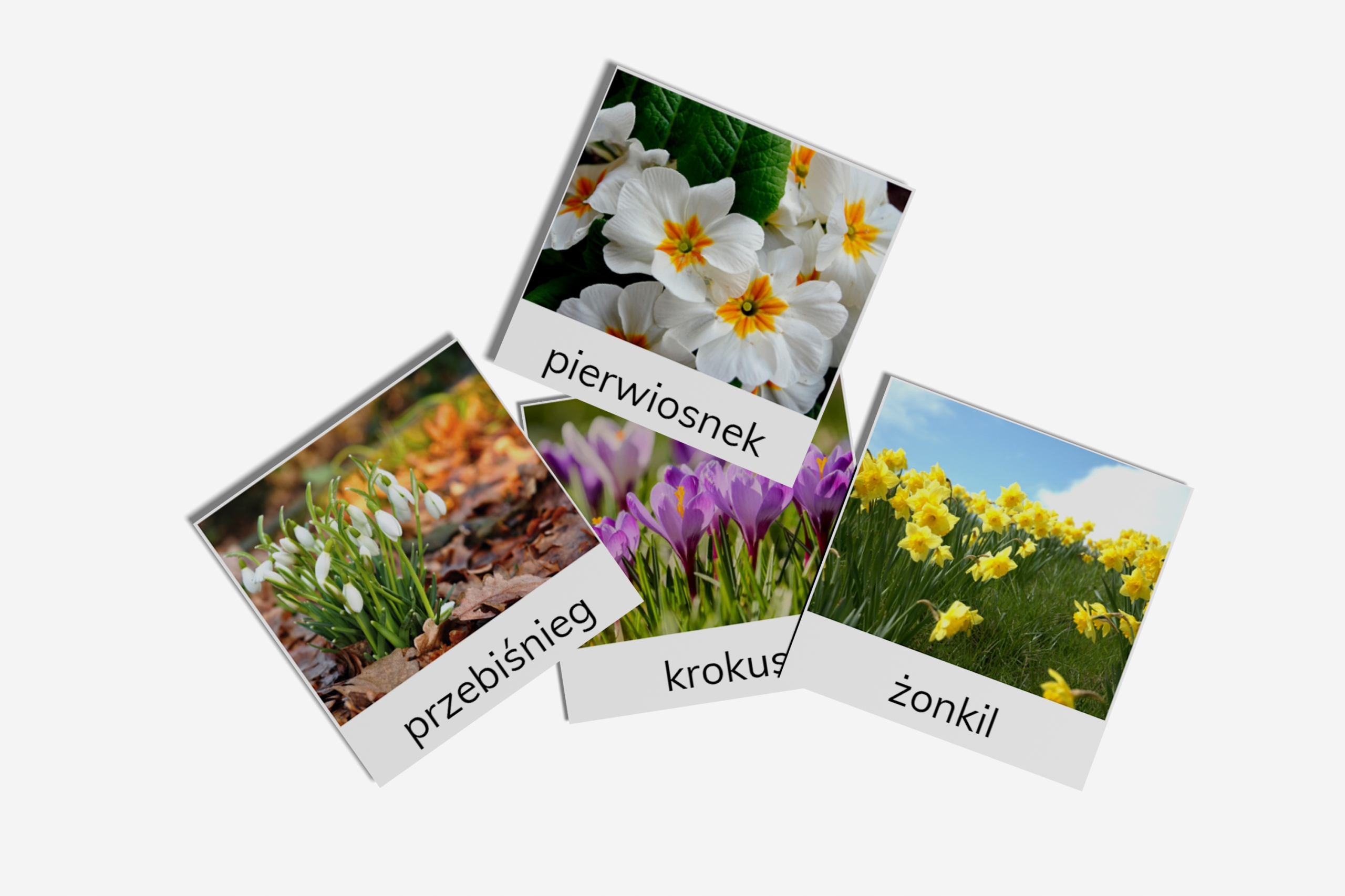 

Karty trójdzielne Wiosenne Kwiaty Montessori x18