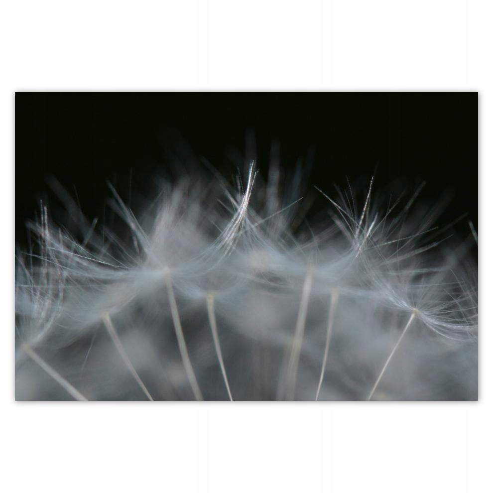 

Plakaty 60x40 Dmuchawiec Kwiat Kwiatki