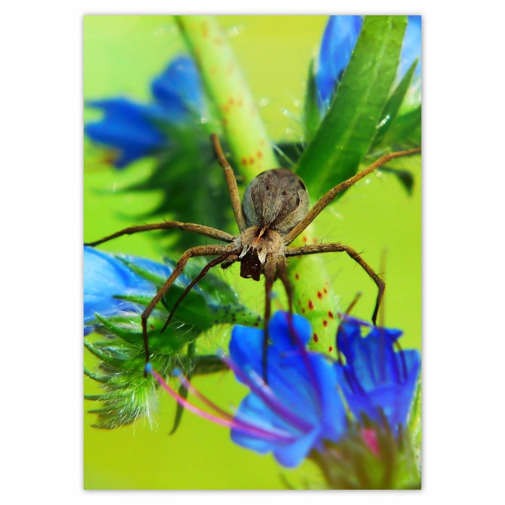 

Naklejki 50x70 Zwierzęta Zwierzątka