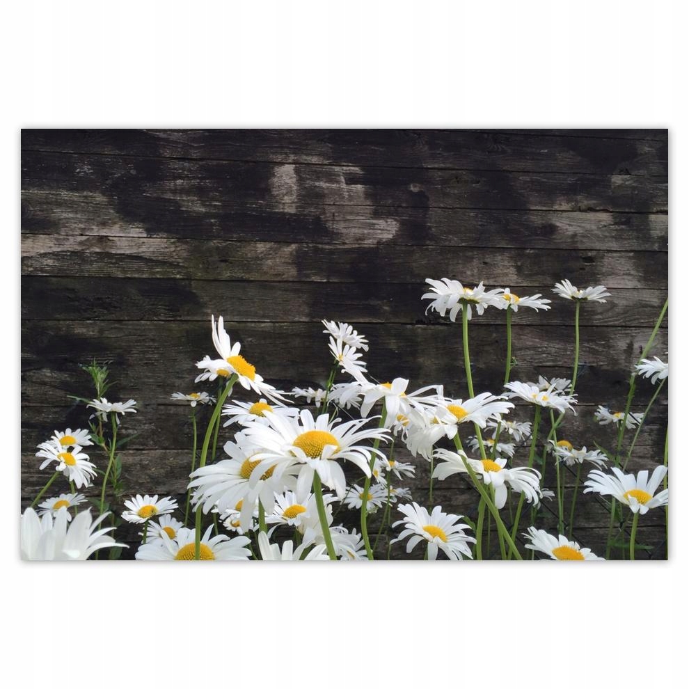 

Plakat 93x62 Margaretki