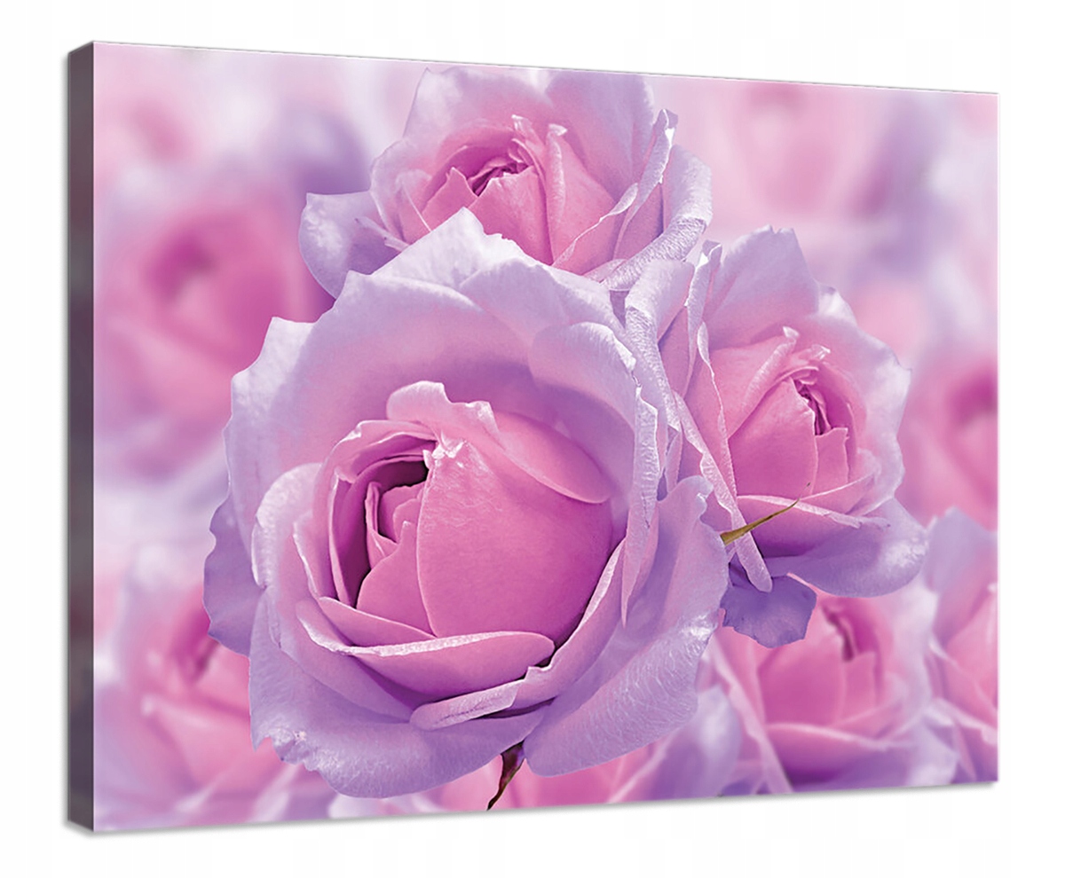 Obraz Na Plátně Canvas 80x60 Růžové Růže Květy