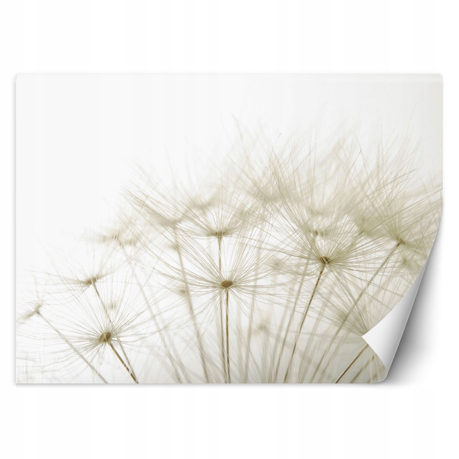 Fototapeta, Púpavy, rastliny, príroda 350x245