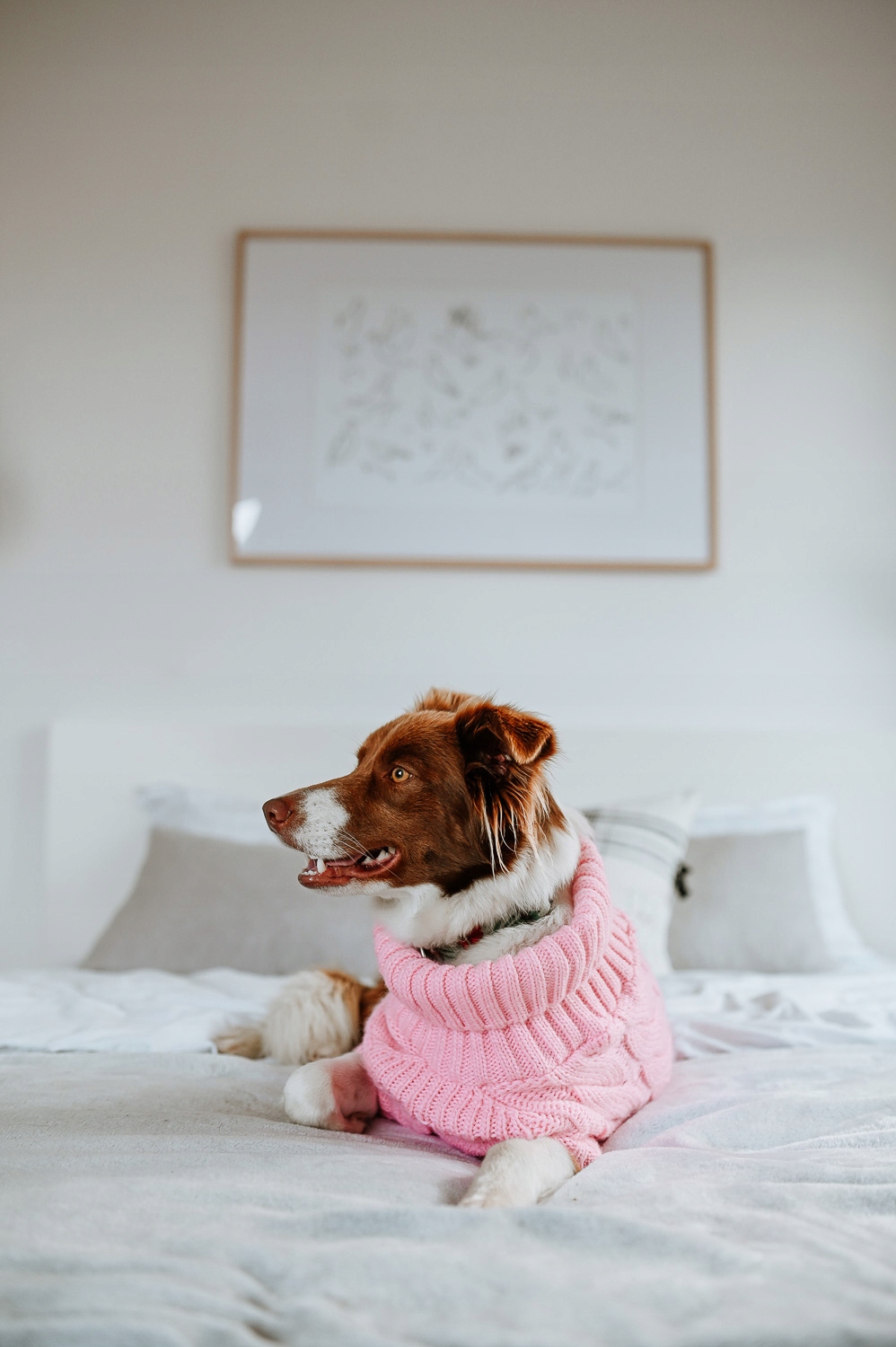 Svetr pro psa Copánek růžový xxl