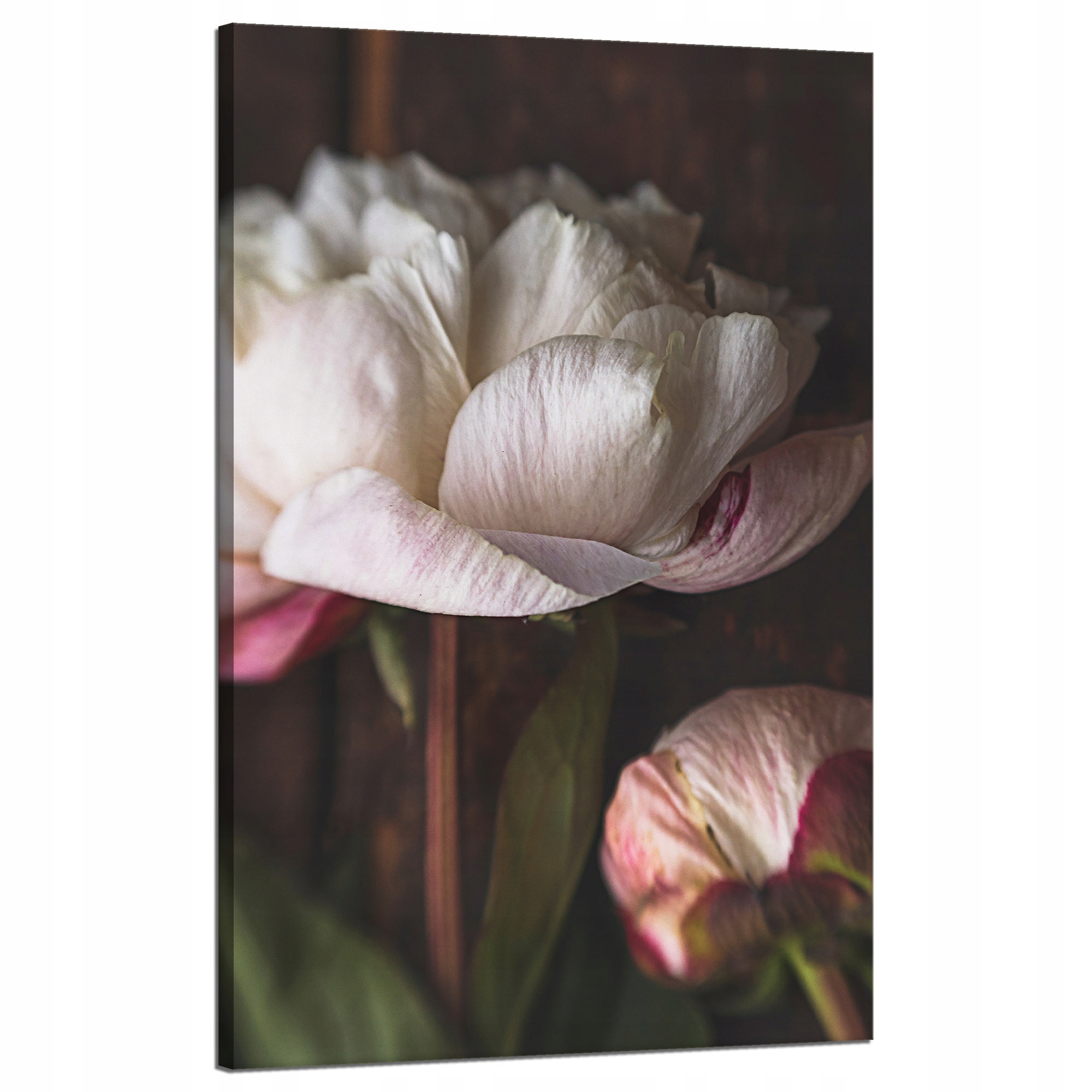 Obraz na plátně Bílý Květ Pivoňky Bílá a Růže Příroda Vintage Retro 50x80