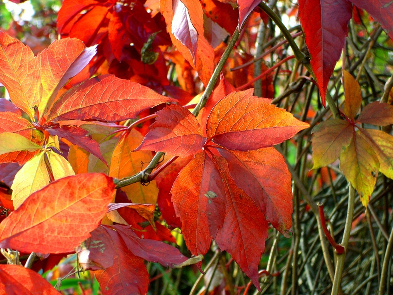 WINOBLUSZCZ PIĘCIOLISTKOWY NA OGRODZENIA SADZONKA P9 12-15 cm