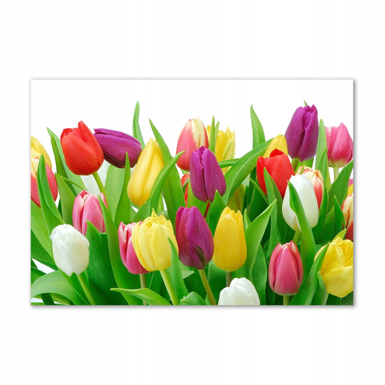 Fotoobraz zo skla Farebné tulipány 100x70