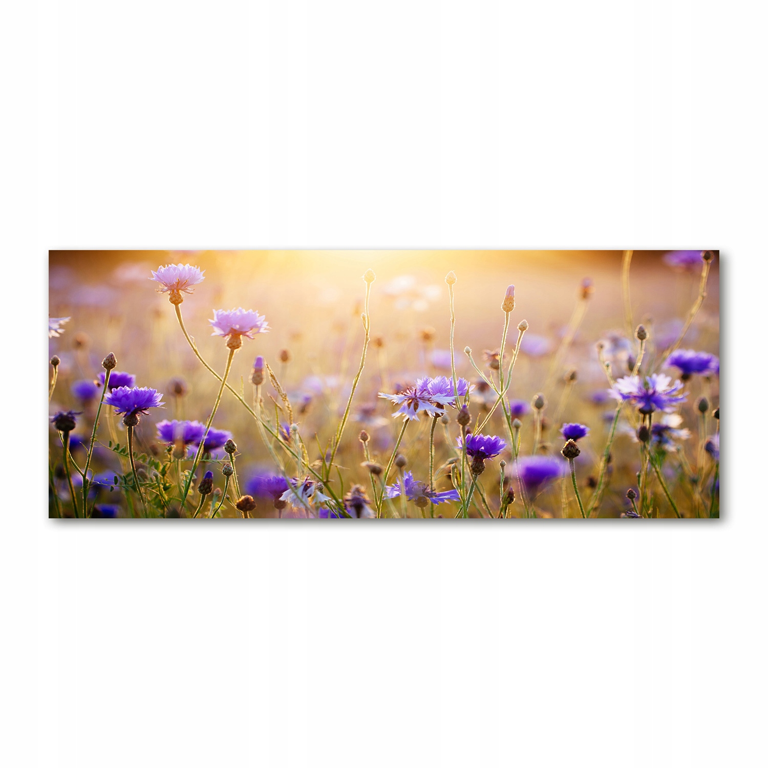 

Foto obraz akryl zdjęcie Polne kwiaty 125x50 cm
