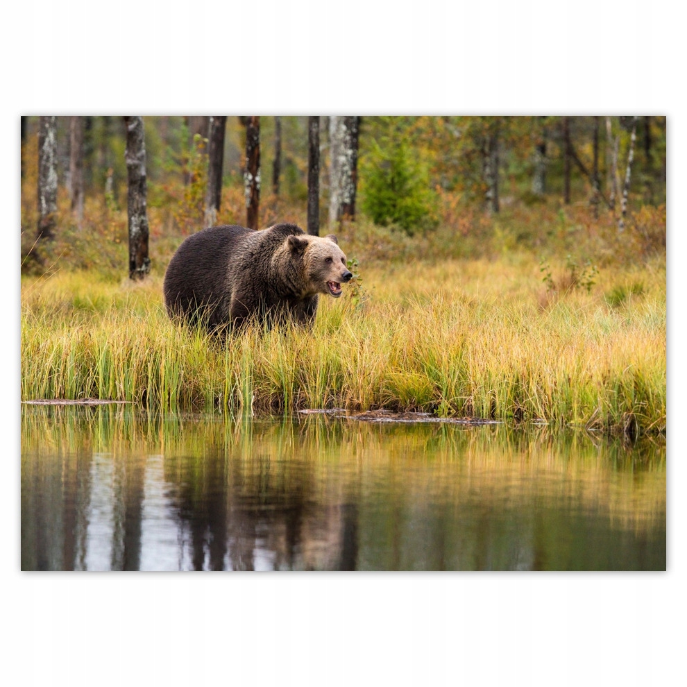 

Fototapety flizelina 208x146 Niedźwiedź brunatny