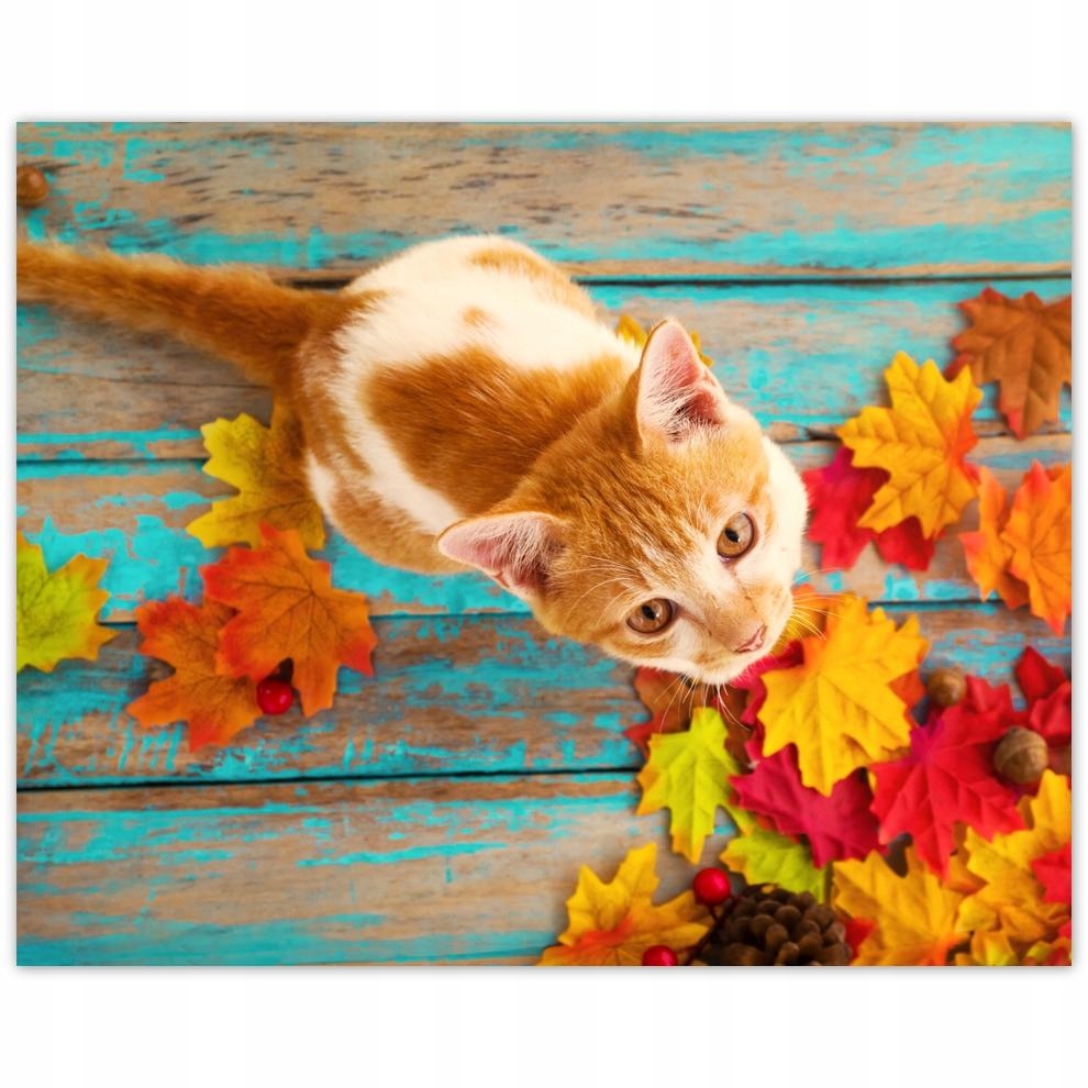 

Plakat 50x40 Kot Kotki Koty Kicia