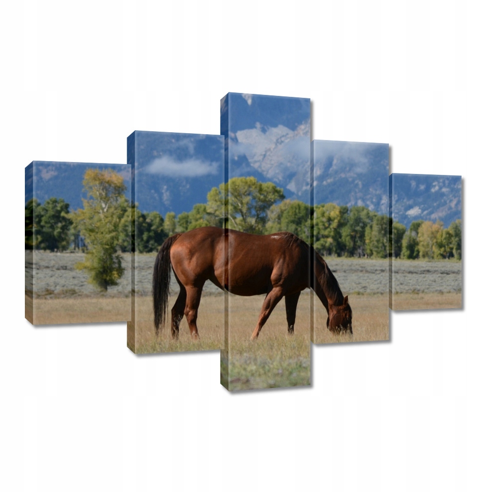 

Obrazy 100x70 Koń na prerii