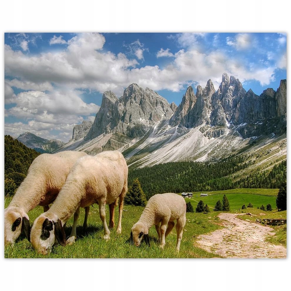 

Plakat 50x40 Góry Owce Wypas
