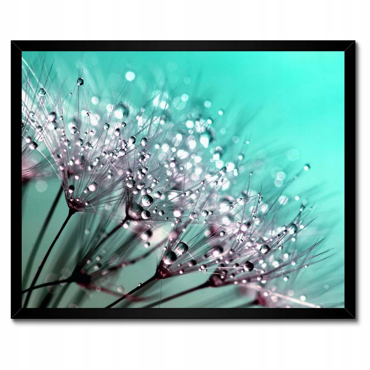 Plakáty v rámu 50x40 Kapky rosy Pampeliška