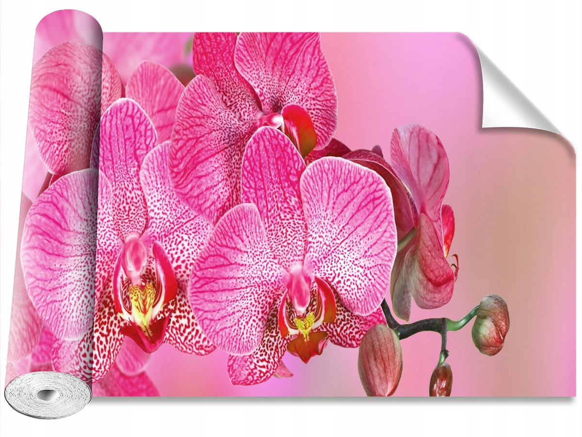 

Tapeta Samoprzylepna Różowy Orchidea - 416x254