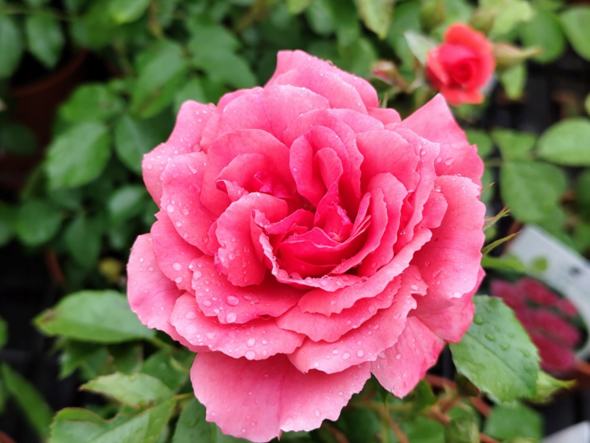 Róża pnąca ROSARIUM Różowe ogromne kwiaty Odporna Powtarza kwitnienie ADR