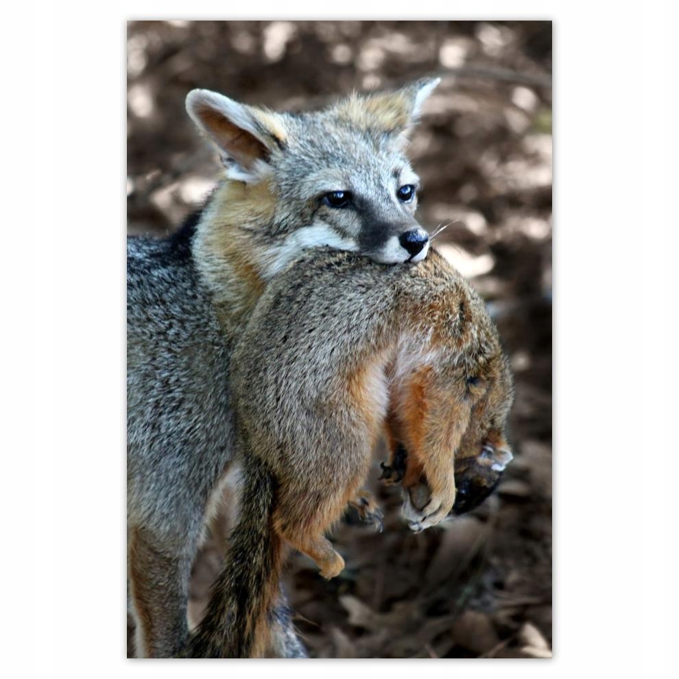 

Plakaty 40x60 Zwierzęta Zwierzątka