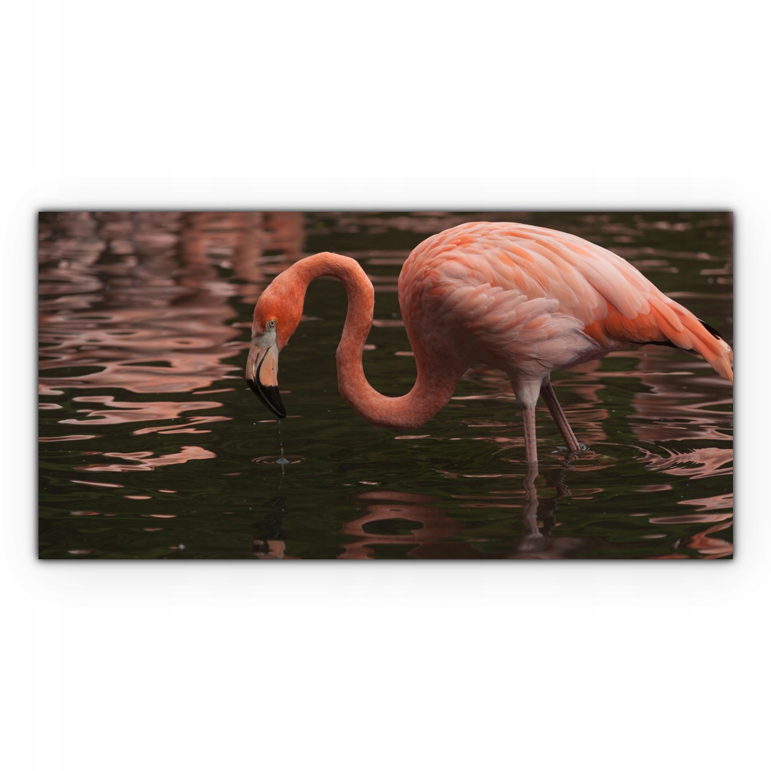 

Obraz Canvas dekoracja 120x60 Flaming Ptak Zwierzę