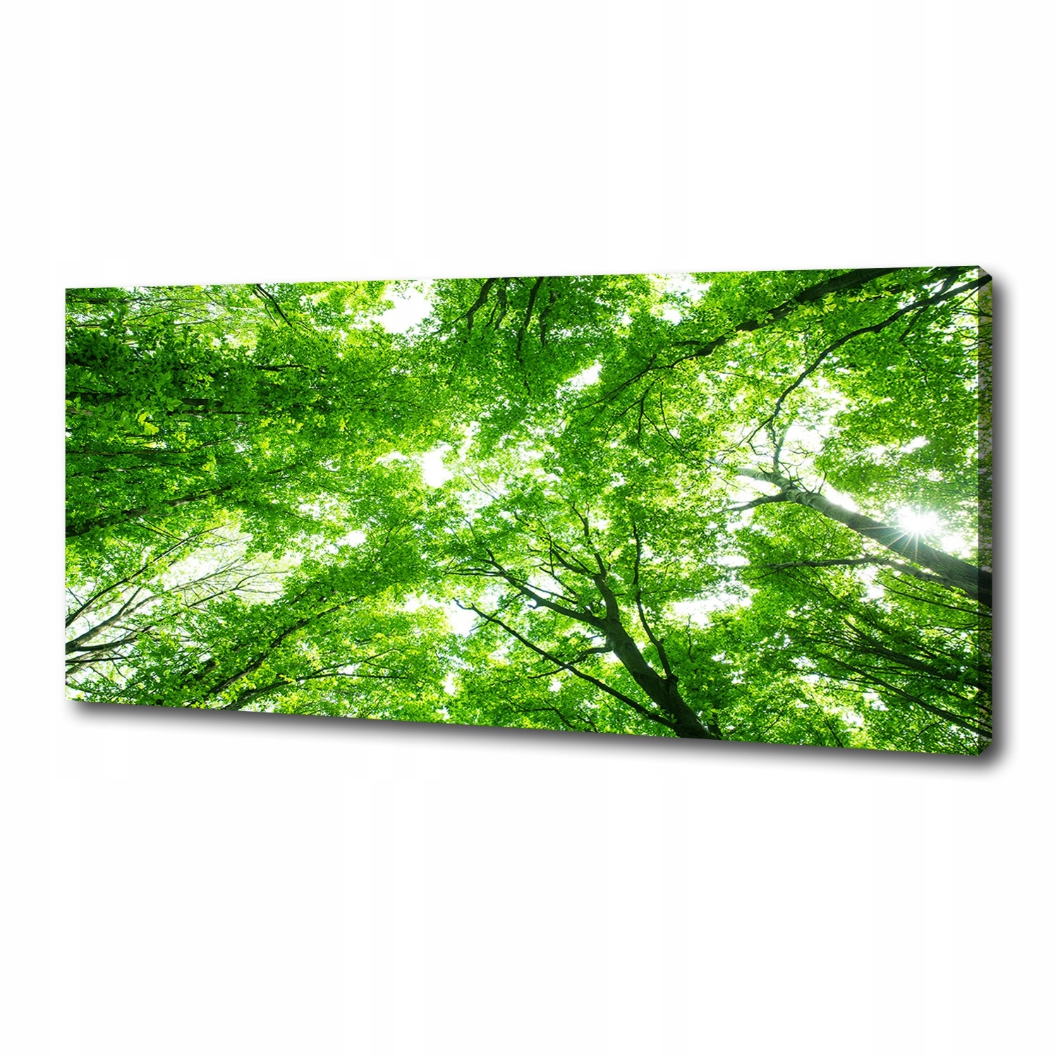 

Foto obraz canvas na ścianę Zielony las 125x50 cm
