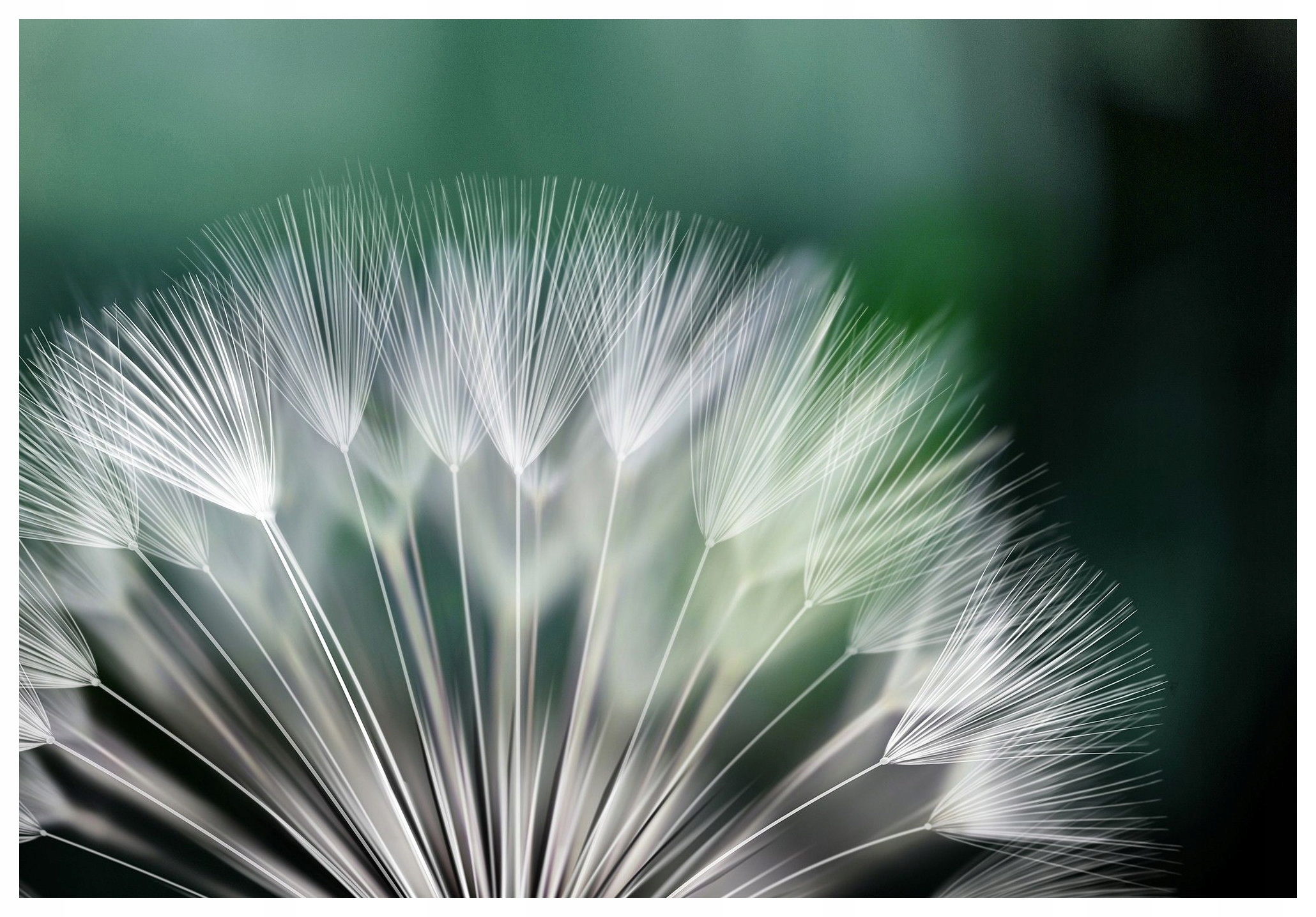 Vliesová fototapeta Púpava Detaily Príroda jemnosť 300x210 lepidlo