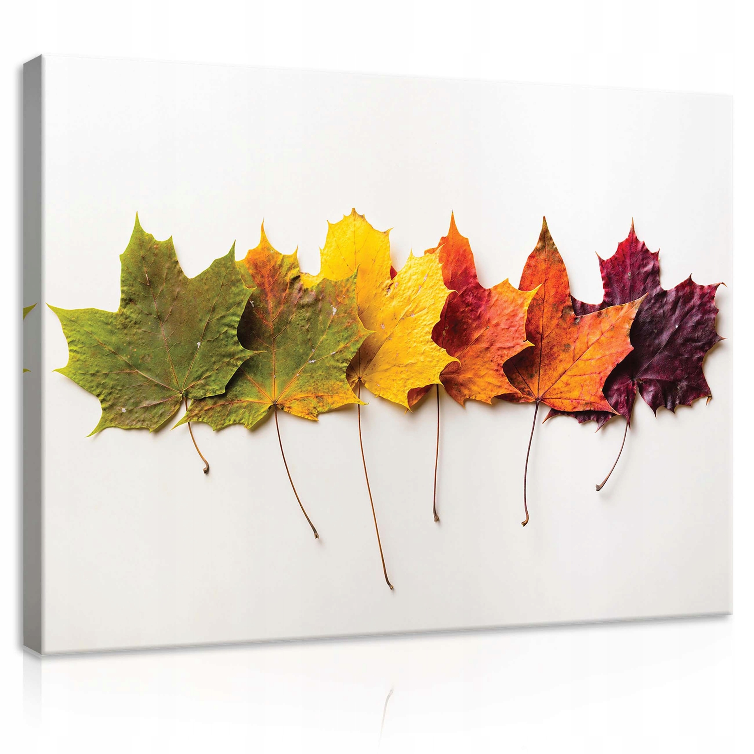 Obraz 100x75 Podzimní javorové listy, barvy podzimu, řada, bílé pozadí