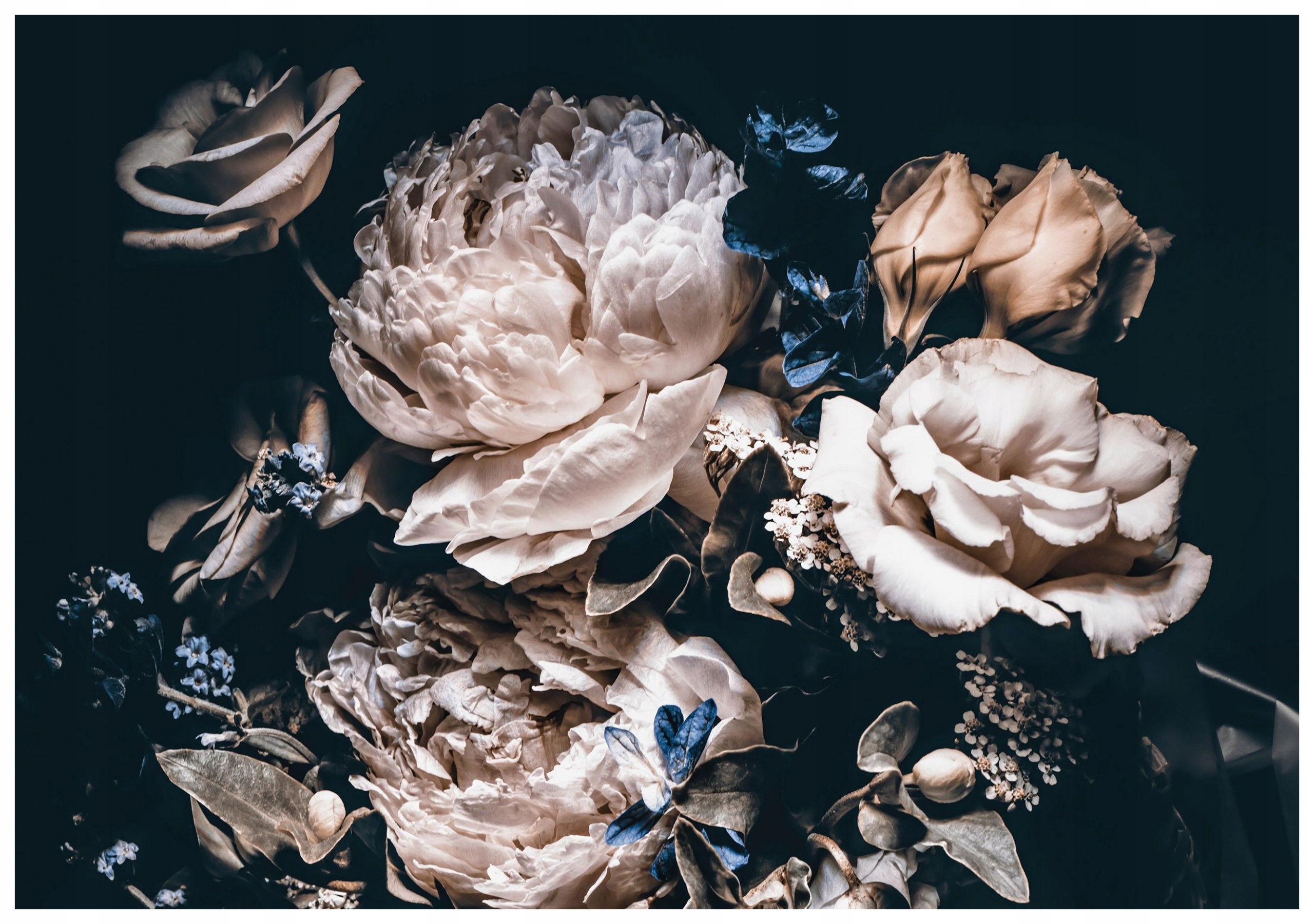 Fototapeta Pivoňky v objetí temnoty krémová a elegantní 200x140 lepidlo