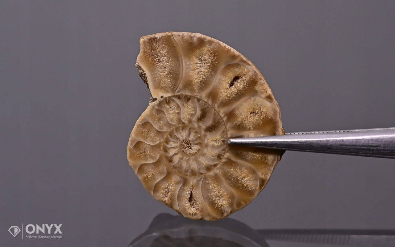 Amonit z Madagaskaru nepravidelný 24x20 mm