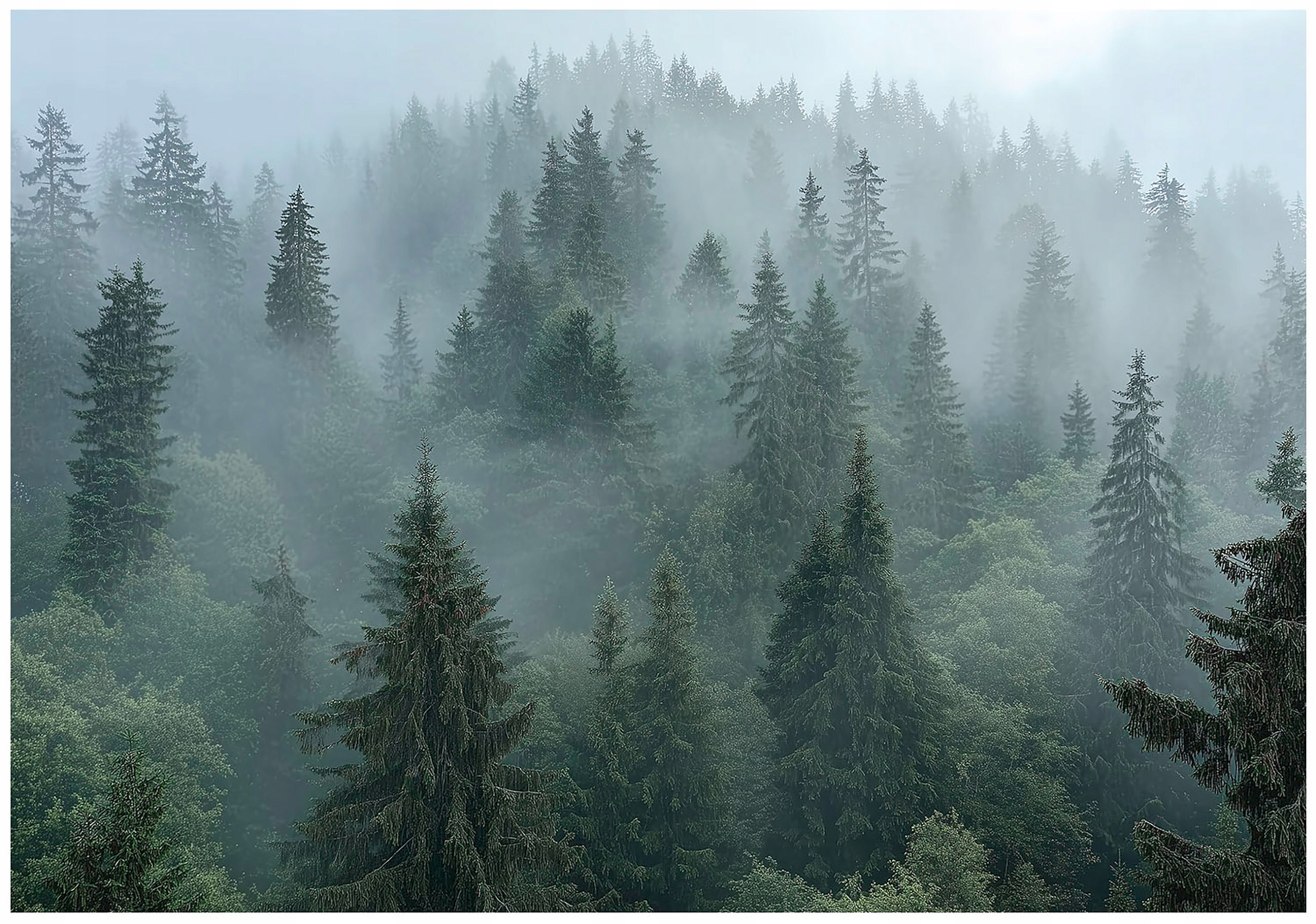 Fototapeta Les V Mlze Stromy 3D Příroda Na Zeď Ložnice Obývací Pokoj 150x105