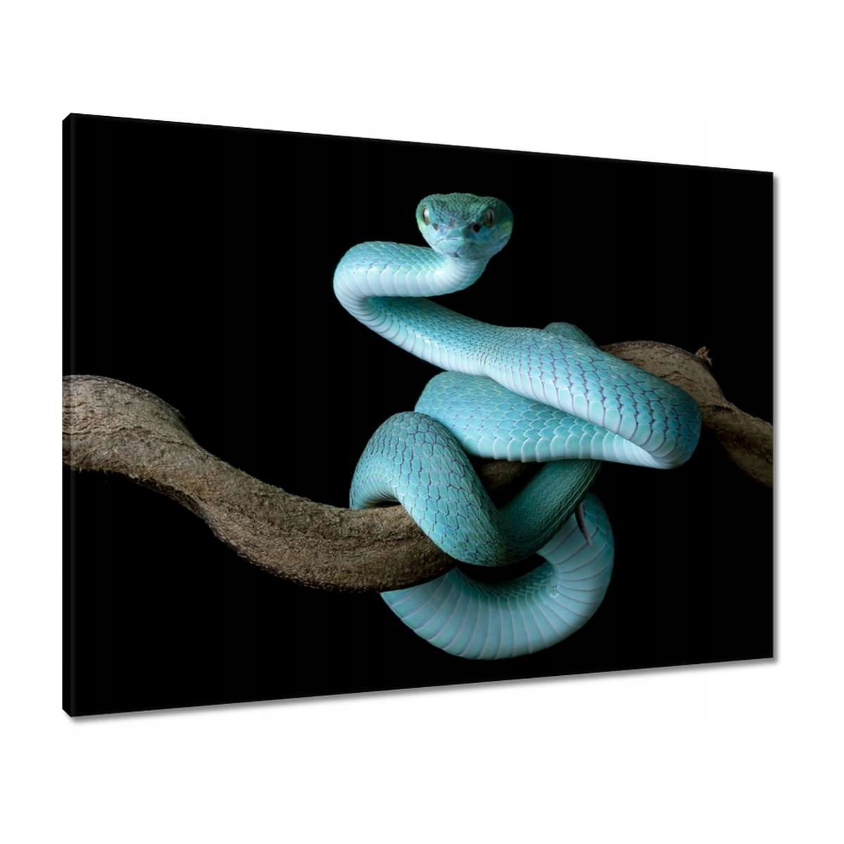 Obrazy 80x60 Modrý viper snake