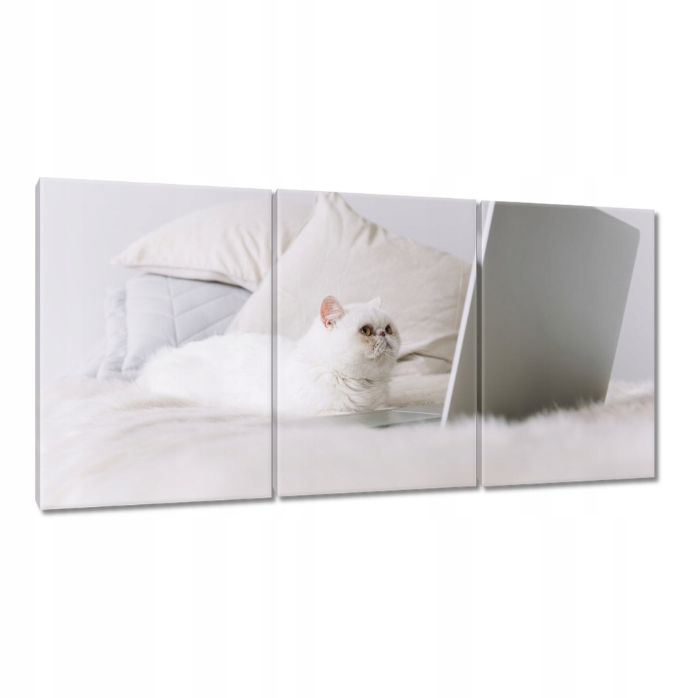 

Obrazy 120x60 Kot Kotek Kotki Koty