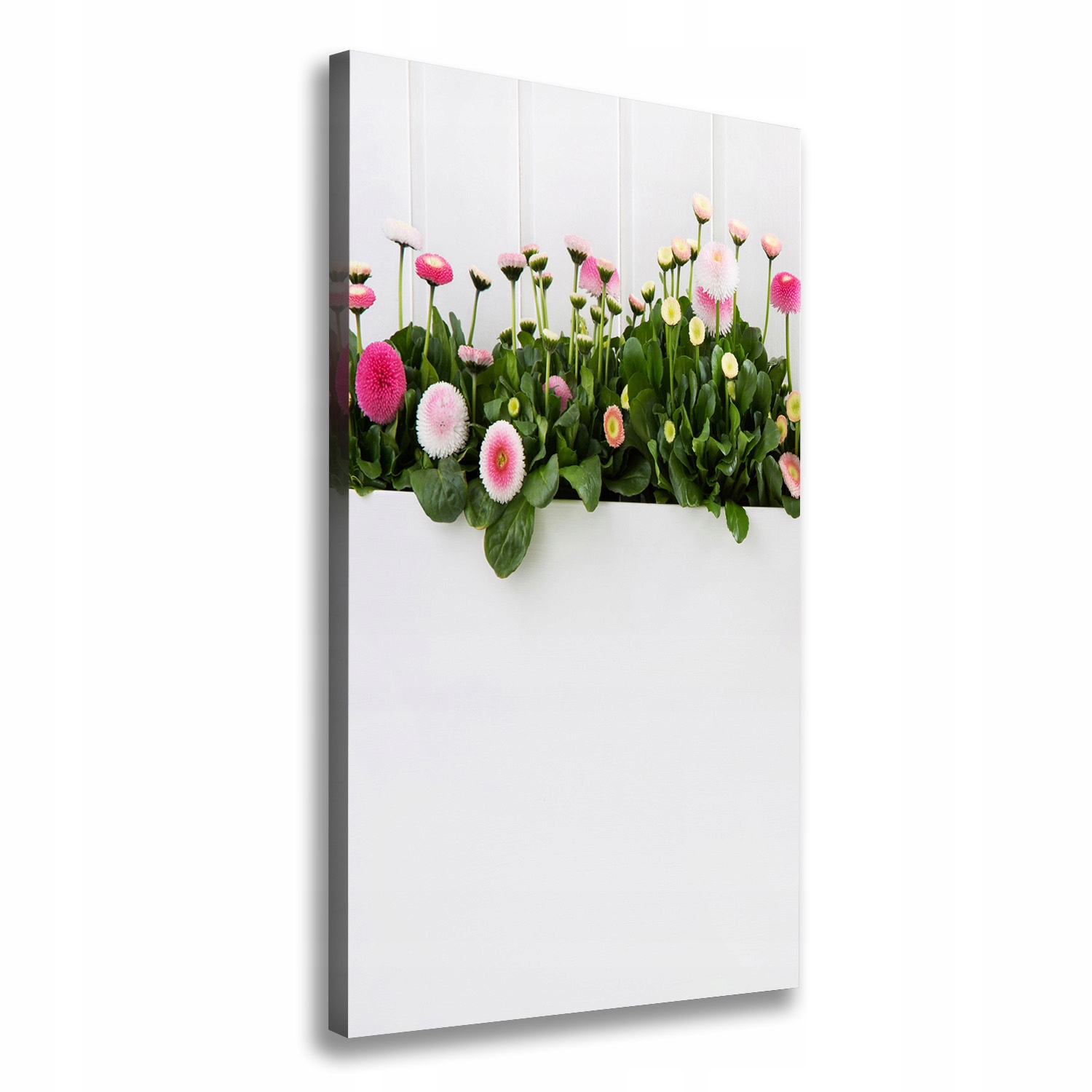 

Foto obraz na płótnie Różowe stokrotki 60x120 cm