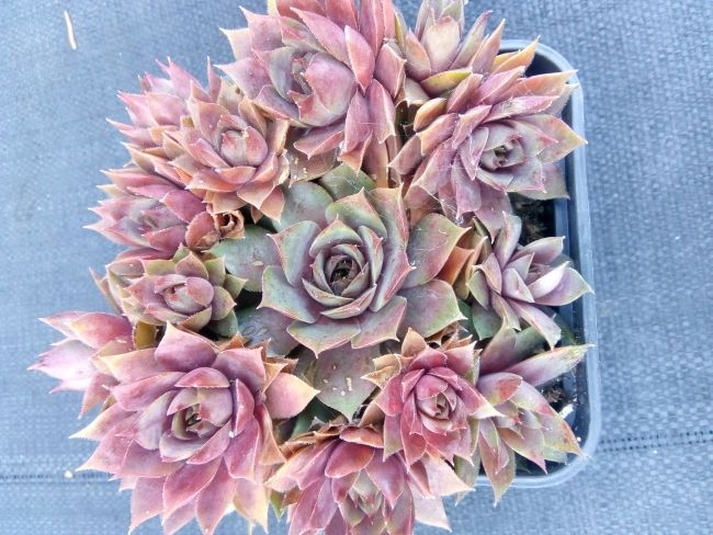 Rojnik 423 NORDWIND niebiesko-różowa