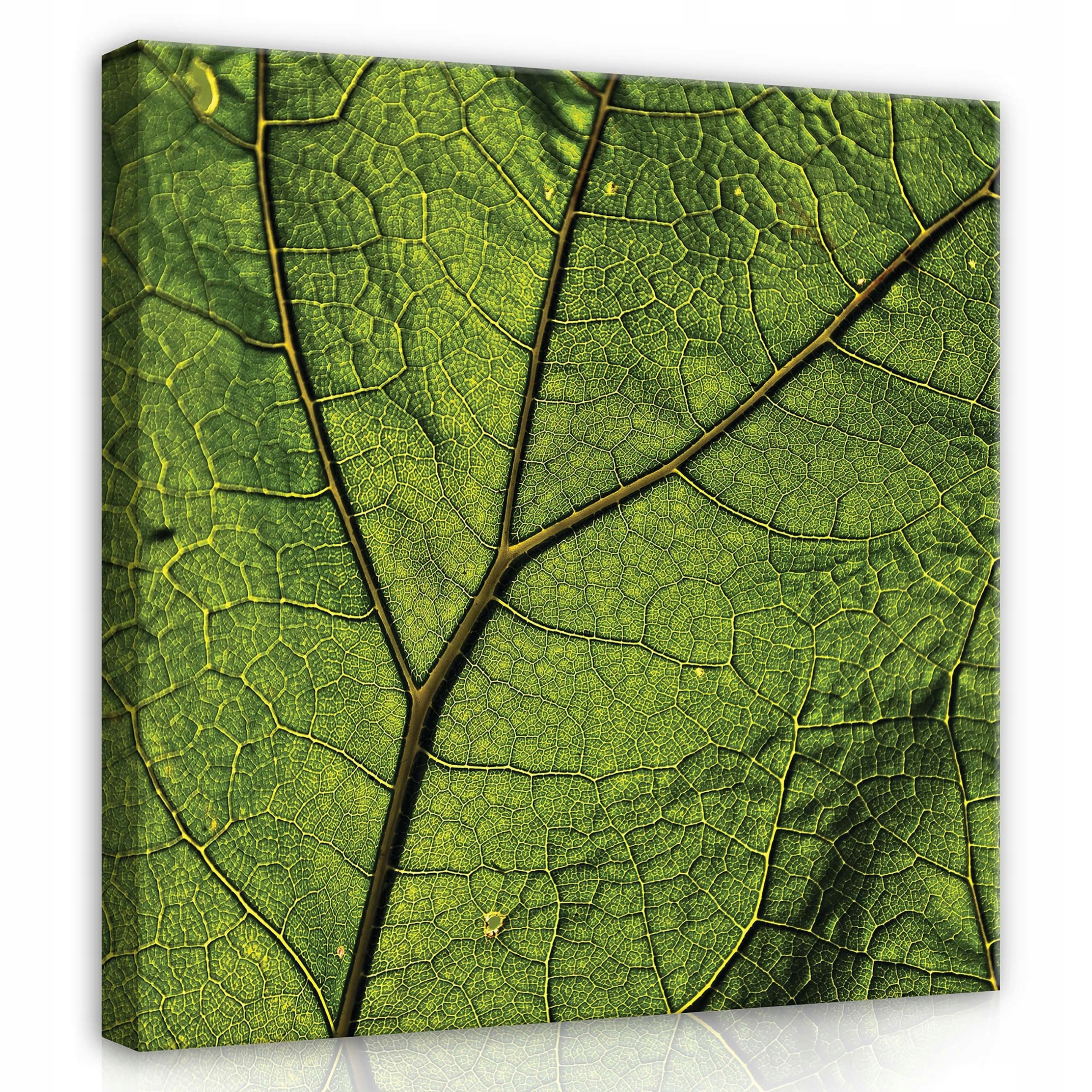 Obraz 80x80 List zelený textura žilky příroda makro organická svěžest