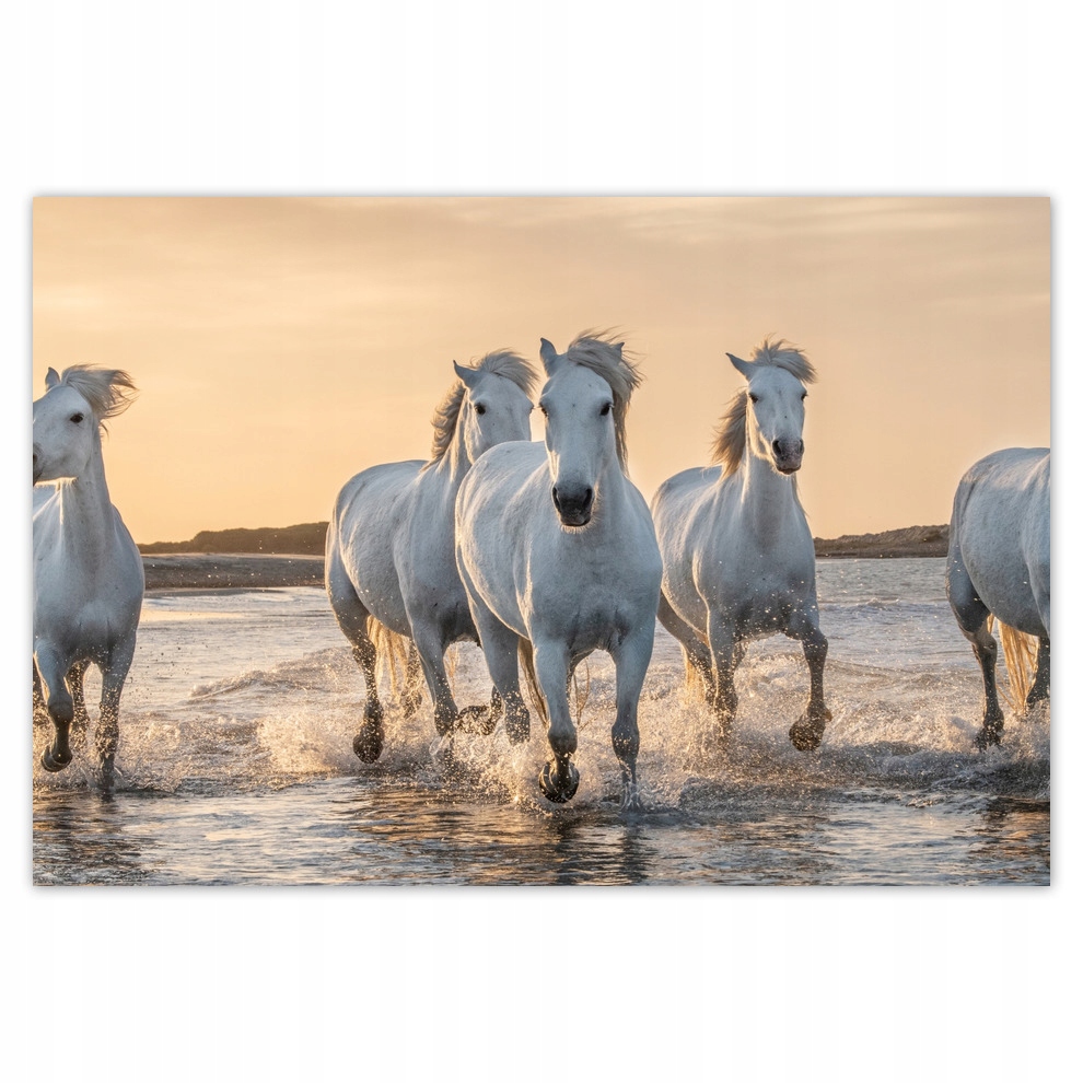 

Plakaty 155x105 Dzikie konie Wild Horses