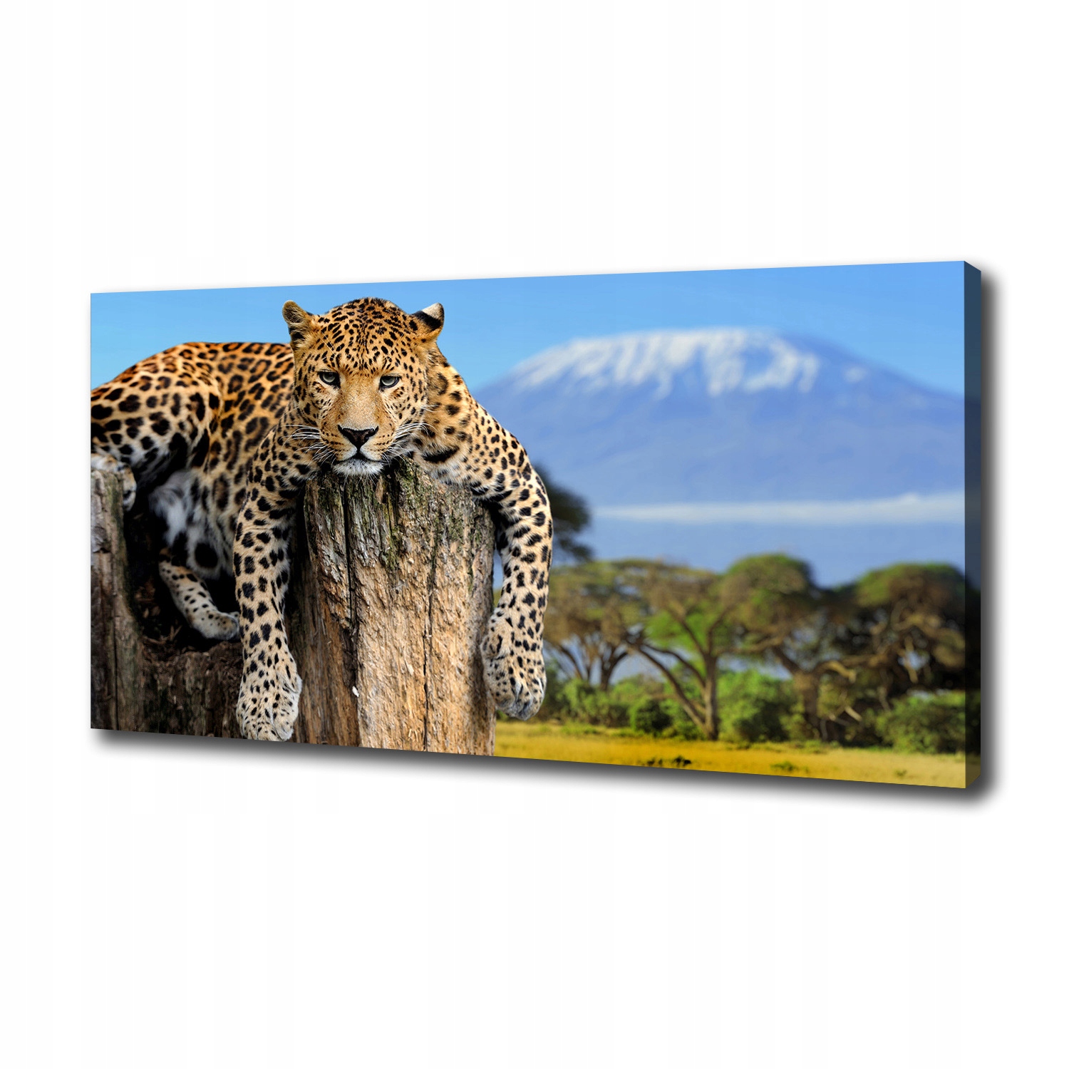 Fotoobraz obraz na plátně Leopard na kmeni 125 x 50 cm