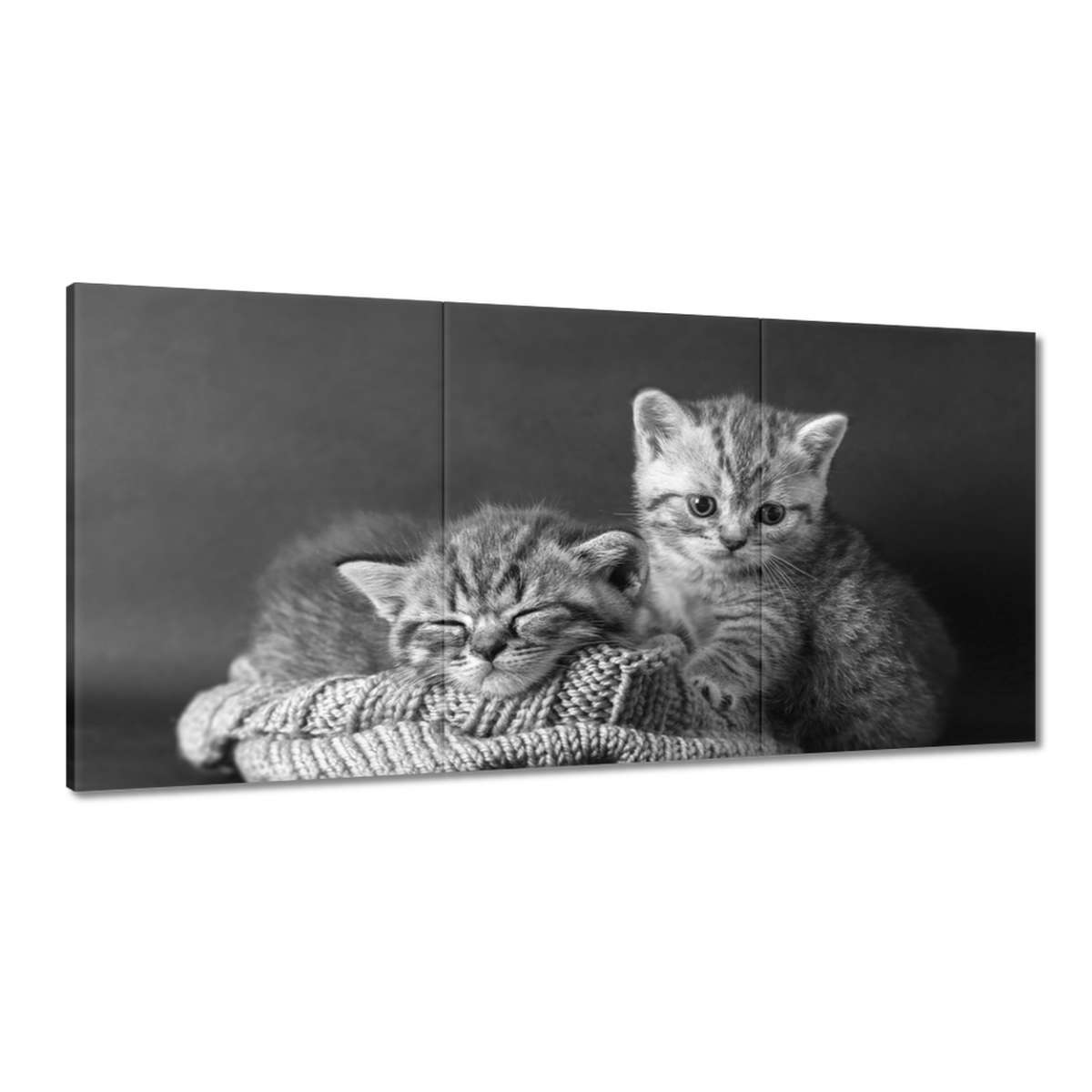 Obrazy 180x90 Kočičky Kočky Bw