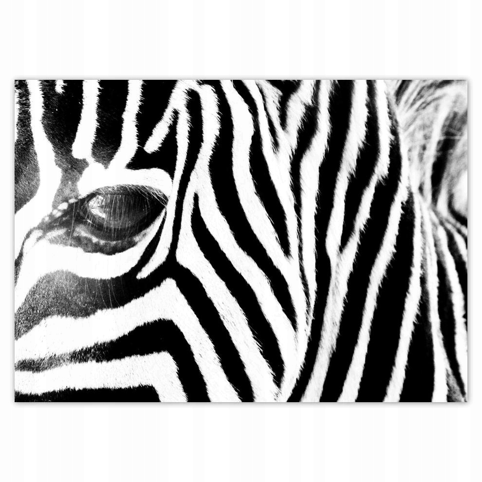 

Naklejki 70x50 Zebra Paski
