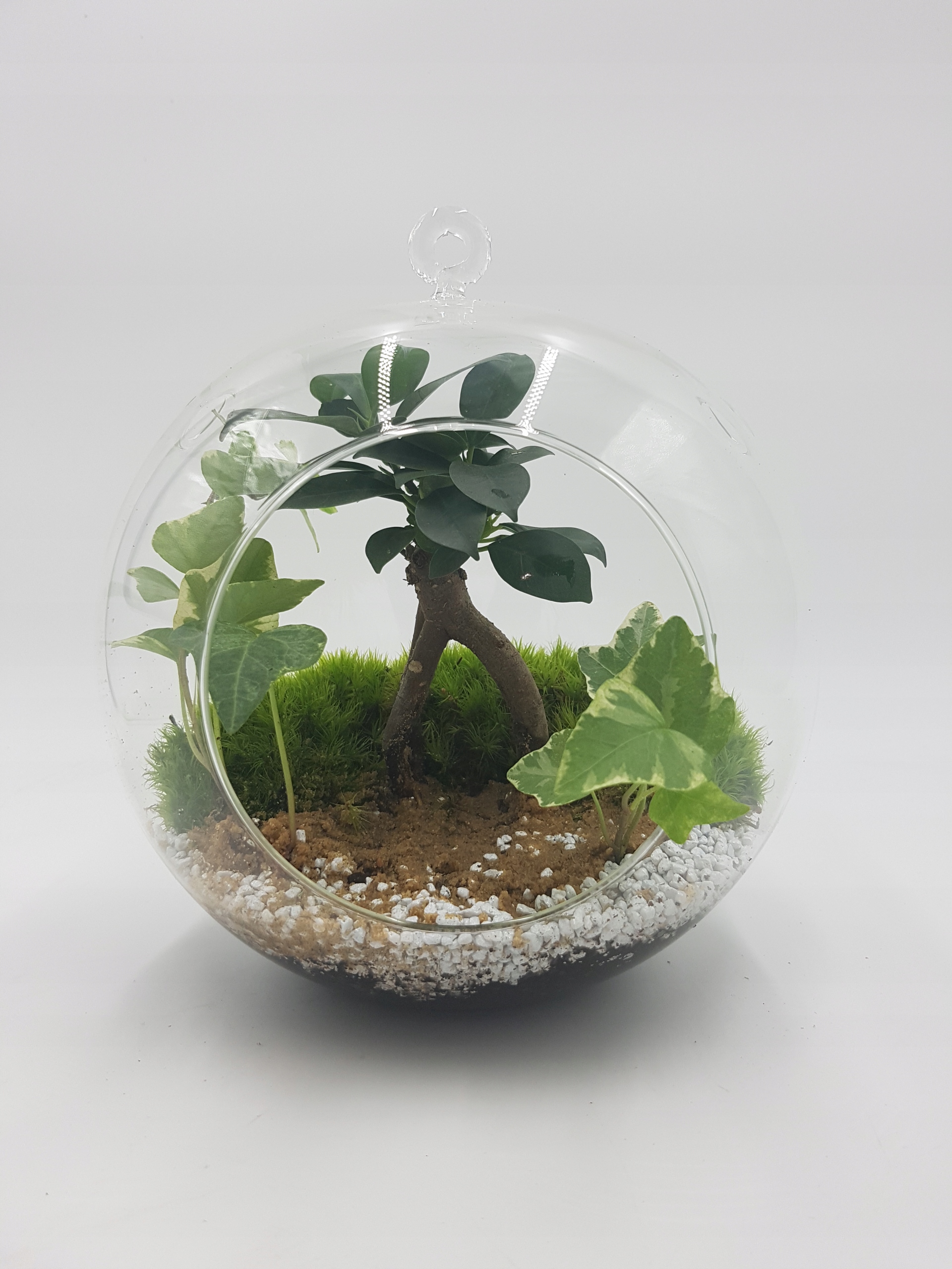 

Las w słoiku, las w szkle, mikroklimat