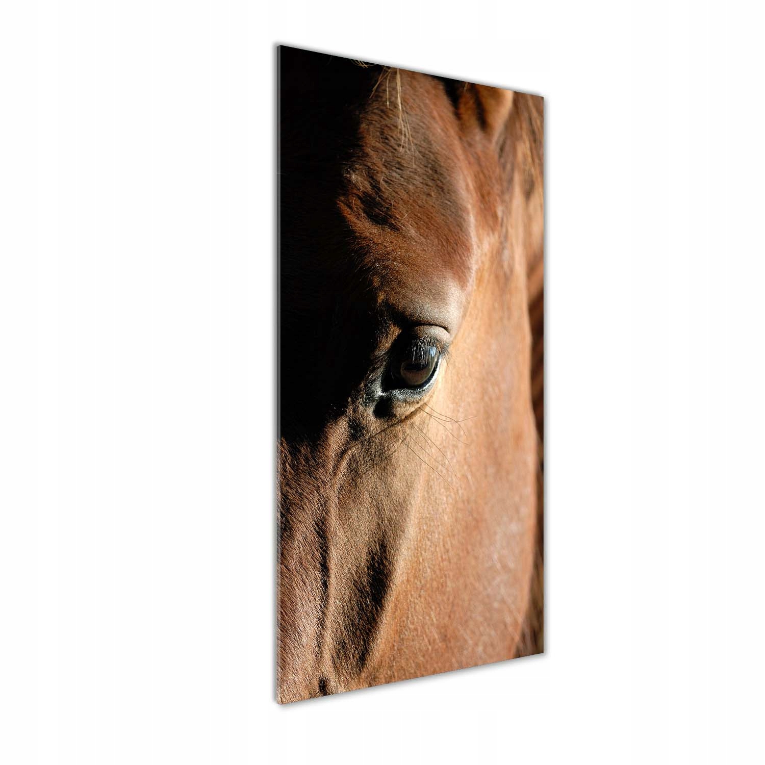 

Foto obraz zdjęcie na szkle hartowanym Koń 50x125