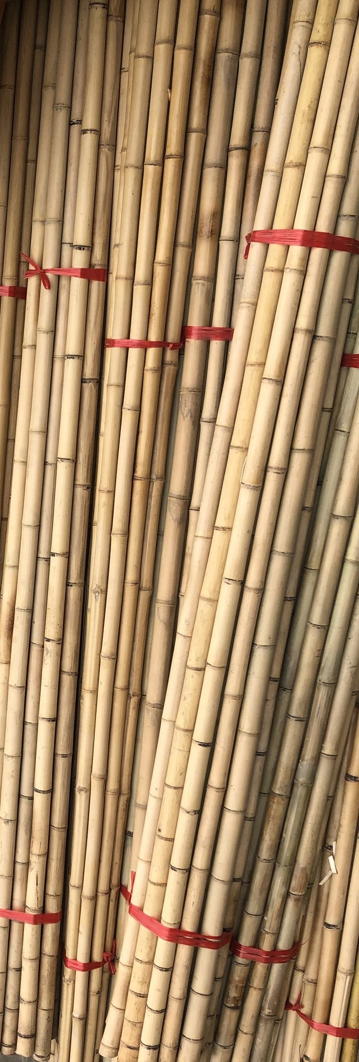 

Tyczki Bambusowe 250 cm (20 szt.) średnica 3-4 cm